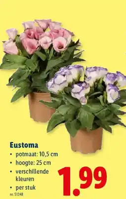 Lidl Eustoma aanbieding