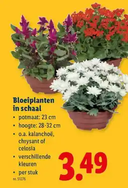 Lidl Bloeiplanten in schaal aanbieding