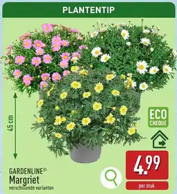 ALDI Gardenline Margriet aanbieding