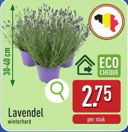 ALDI Lavendel aanbieding