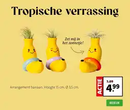 Intratuin Tropische verrassing ( arrangement banaan) aanbieding