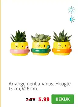 Intratuin Arrangement ananas aanbieding