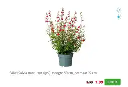 Intratuin Salie (salvia micr. 'hot lips') aanbieding