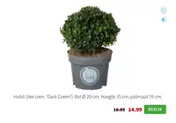 Intratuin Hulst (llex cren. 'dark green') aanbieding