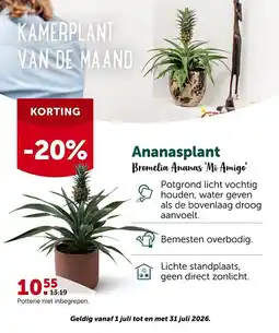 AVEVE Ananasplant aanbieding