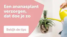 AVEVE Een ananasplant verzorgen, dat doe je zo aanbieding