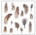 Krëfel Sevietten Lnch Feathers Natural aanbieding