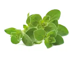 Krëfel Smart Garden navulling - Oregano aanbieding