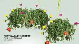 Brico Portulaca in hangpot aanbieding