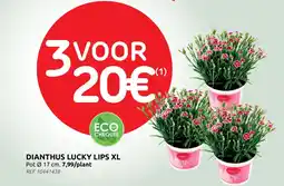 Brico Dianthus lucky lips xl aanbieding