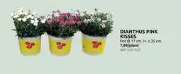 Brico Dianthus pink kisses aanbieding