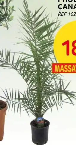 Brico Palm phoenix canariensis aanbieding