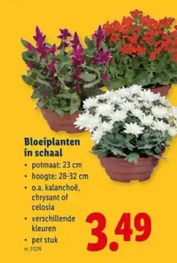 Lidl Bloeiplanten in schaal aanbieding