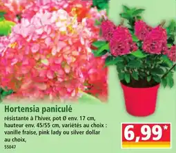 Norma Hortensia paniculé aanbieding