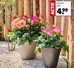 Intratuin Dahlia aanbieding