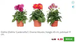 Intratuin Dahlia 'Gardenetta' aanbieding