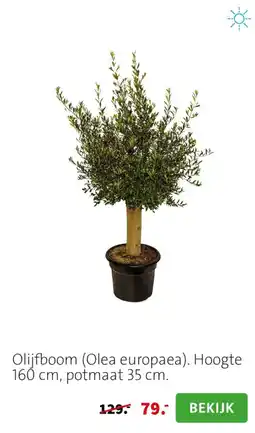 Intratuin Olijfboom (Olea europaea) aanbieding
