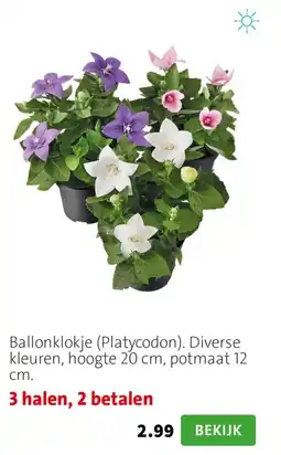 Intratuin Ballonklokje Platycodon aanbieding