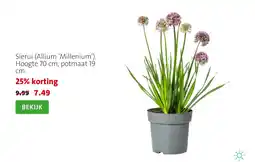 Intratuin Sierui Allium 'Millenium' aanbieding