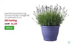 Intratuin Lavandel Lavandula ang 'Essence Purple' aanbieding