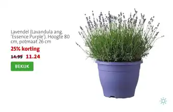 Lavandel Lavandula ang 'Essence Purple'