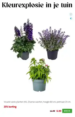 Intratuin Visuele vaste planten XXL aanbieding