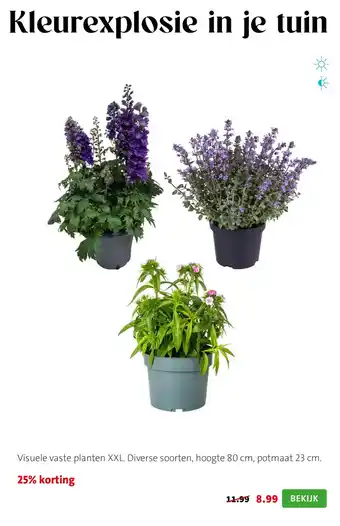 Visuele vaste planten XXL