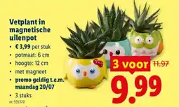 Lidl Vetplant in magnetische uilenpot aanbieding