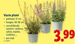 Lidl Vaste plant aanbieding
