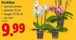 Lidl Orchidee aanbieding