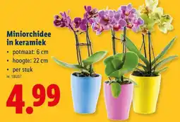 Lidl Miniorchidee in keramiek aanbieding