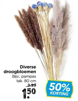 Xenos Diverse droogbloemen aanbieding