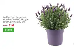Intratuin Kuiflavendel (Lavandula stoechas 'Anouk') aanbieding
