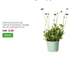 Intratuin Cosmea (Cosmos atr. 'Cherry Chocolate') aanbieding