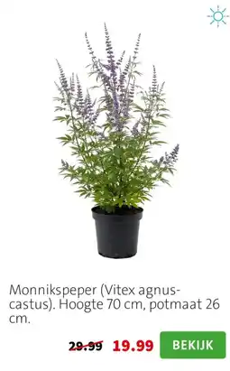 Intratuin Monnikspeper (Vitex agnus-castus) aanbieding