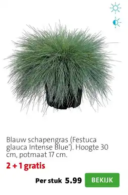 Intratuin Blauw schapengras (Festuca glauca Intense Blue') aanbieding