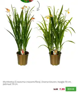 Intratuin Montbretia (Crocosmia crocosmiiflora) aanbieding