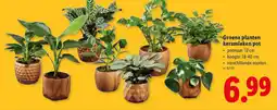 Lidl Groene planten keramieken pot aanbieding