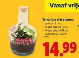 Lidl Terrarium met planten aanbieding