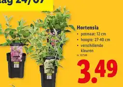 Lidl Hortensia aanbieding