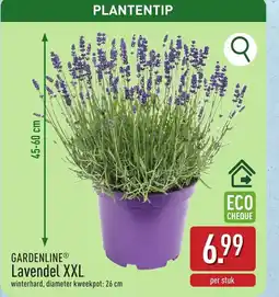 ALDI Gardenline® lavendel xxl aanbieding
