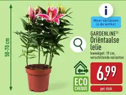 ALDI Gardenline® oriëntaalse lelie aanbieding