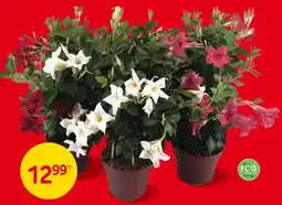 Brico Bloem aanbieding