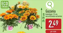 ALDI Gazania aanbieding