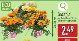 ALDI Gazania aanbieding