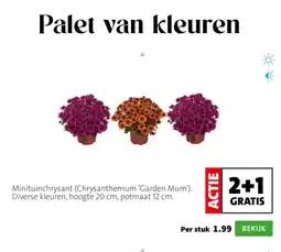 Intratuin Palet van kleuren aanbieding