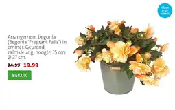 Intratuin Arrangement begonia aanbieding