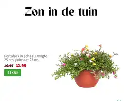 Intratuin Zon in de tuin aanbieding