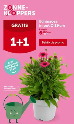 AVEVE Echinacea aanbieding