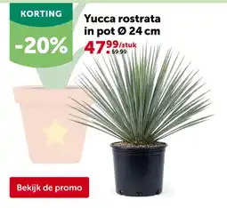 AVEVE Yucca rostrata aanbieding